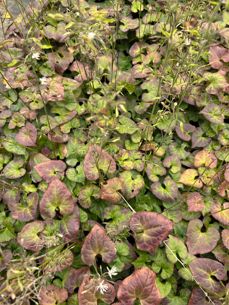 Beesia deltophylla