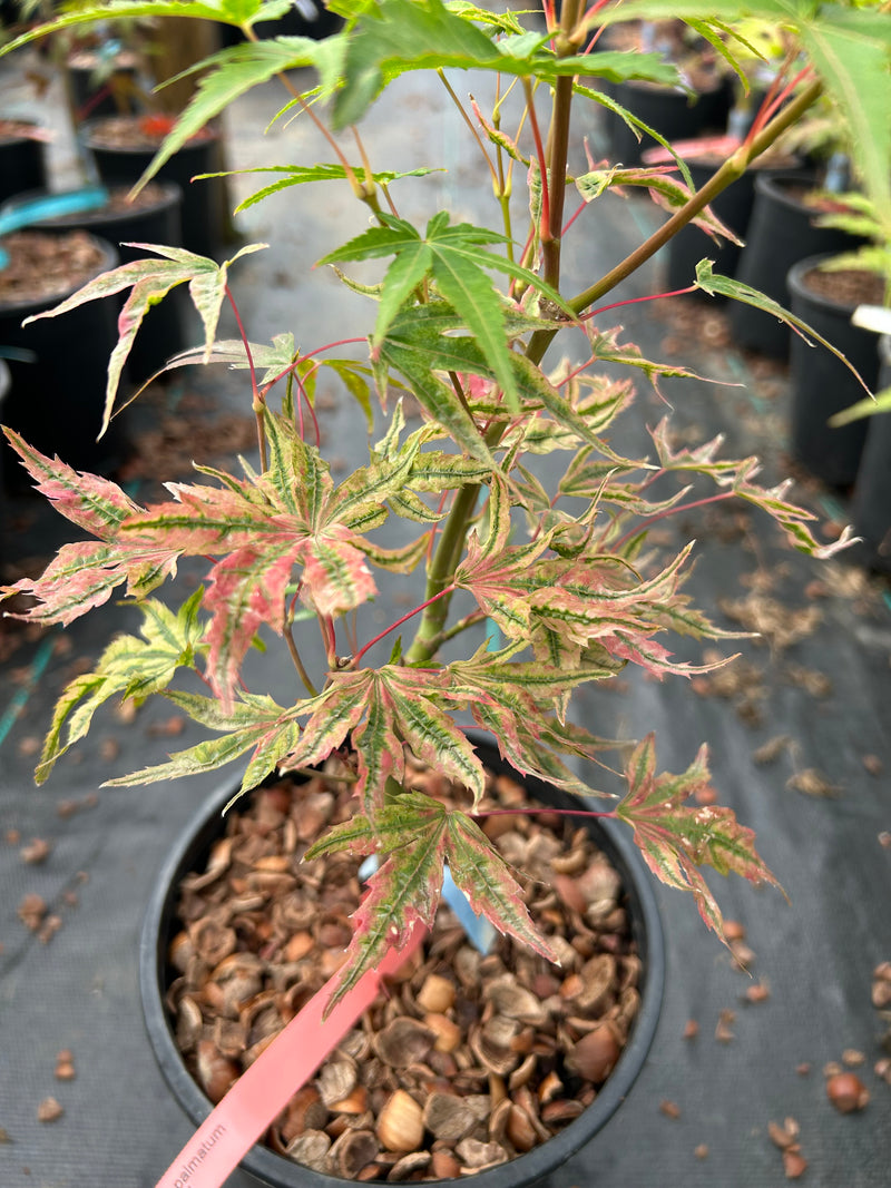 Acer palmatum 'Ikandi' Japanese Maple