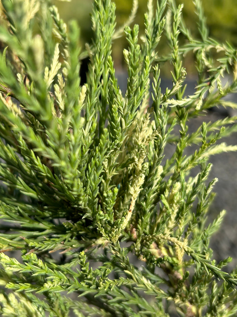 Sequoiadendron giganteum 'French Beauty'  Variegated Giant Redwood