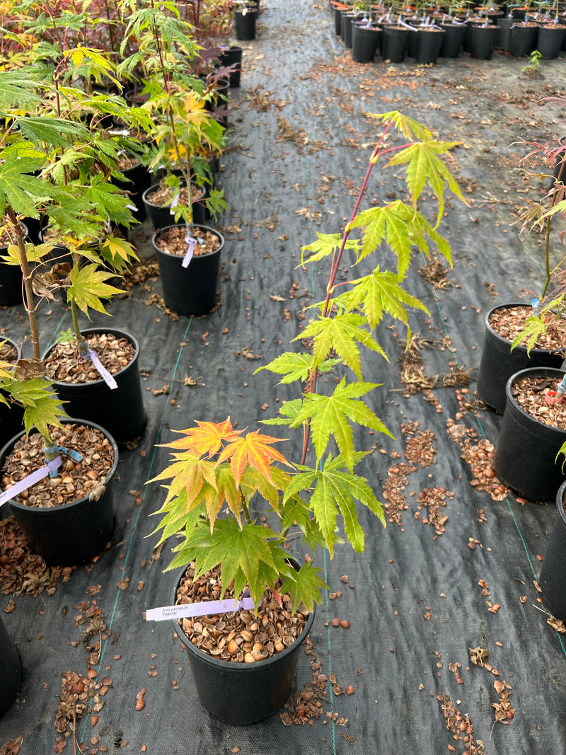 Acer palmatum 'Festival' Japanese Maple