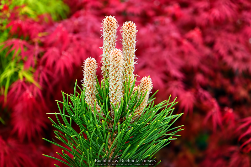 Pinus nigra 'Oregon Green' Austrian Black Pine