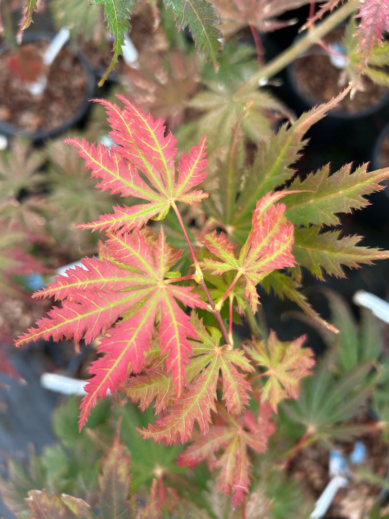 Acer palmatum 'Ariadne' Japanese Maple