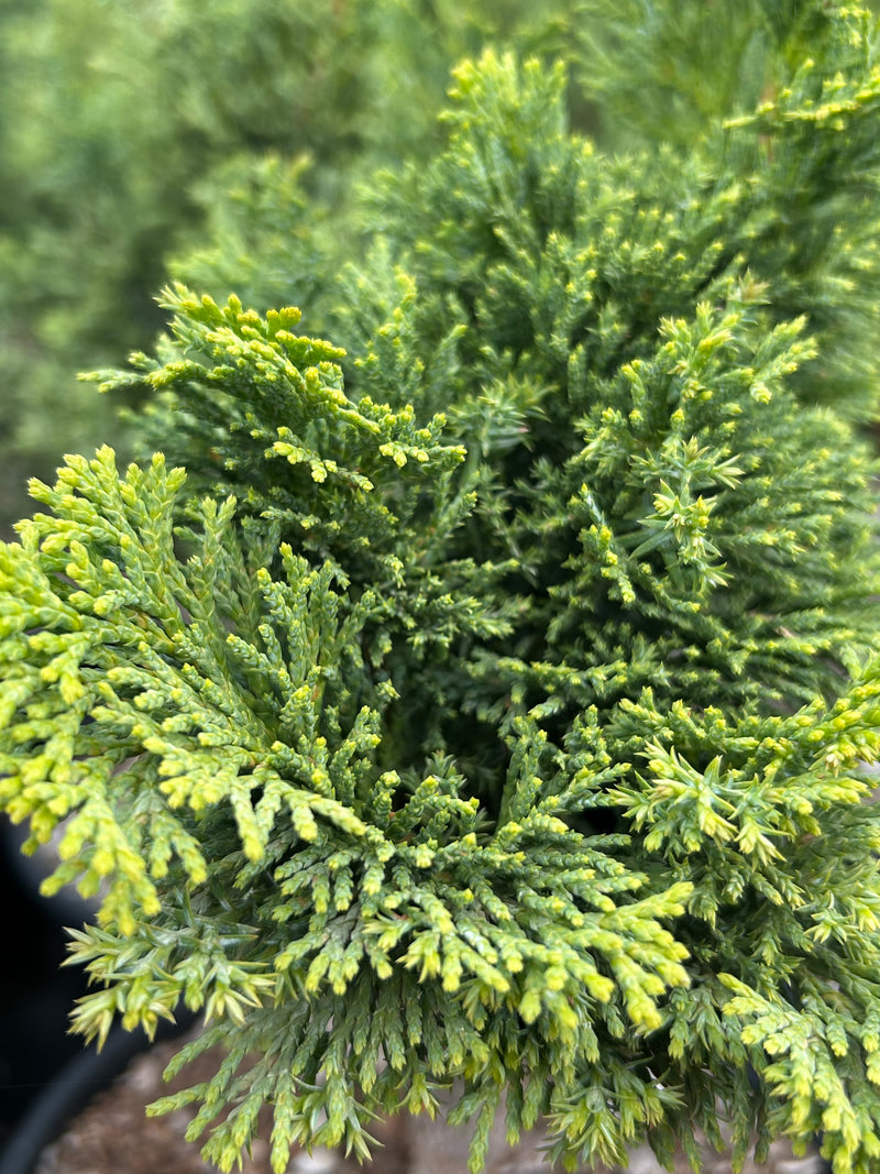 Chamaecyparis obtusa 'Gimborn's Beauty' Hinoki Cypress