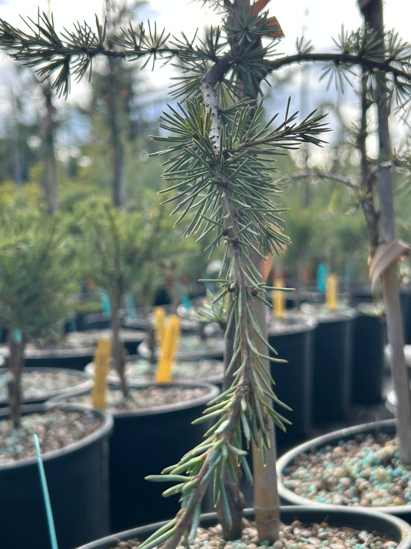 Cedrus libani 'Glauca Pendula' Weeping Blue Lebanon Cedar
