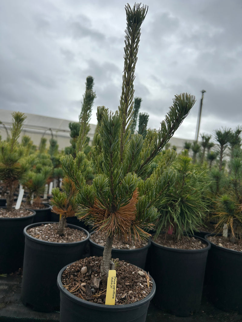 Pinus parviflora 'Aoba jo' Japanese White Pine
