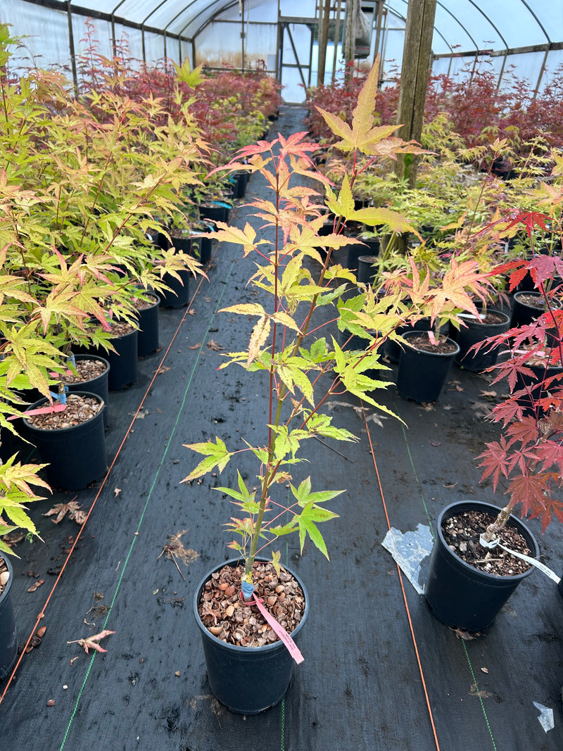 Acer oliverianum 'Hot Blonde' Golden Japanese Maple