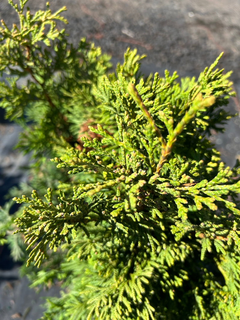 Thuja occidentalis 'Trompenburg' Eastern Arborvitae