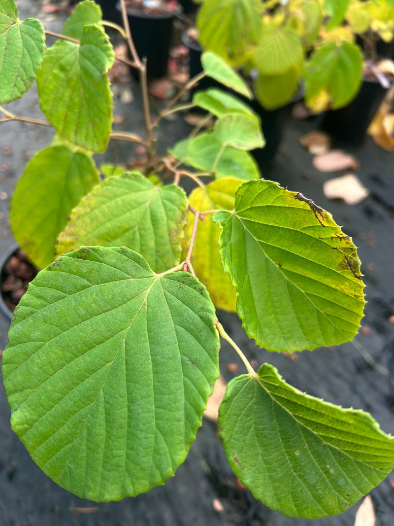 Corylopsis gotana Fragrant Winter Hazel
