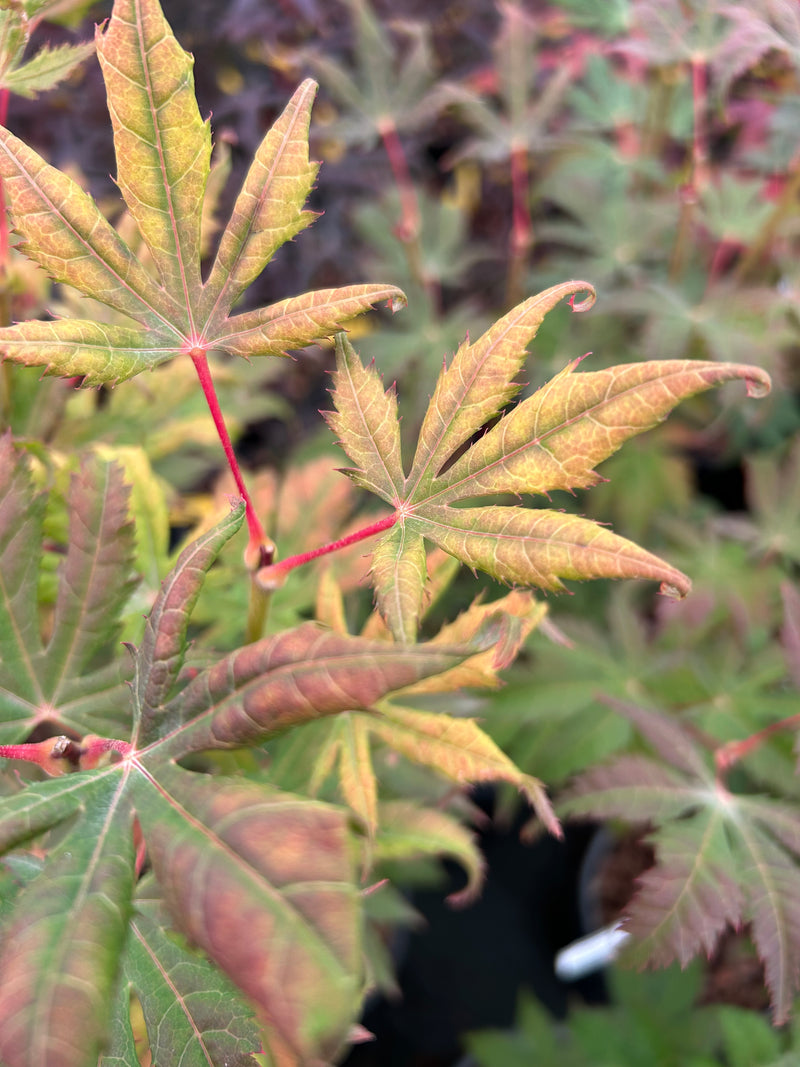 Acer palmatum 'Diva' Japanese Maple