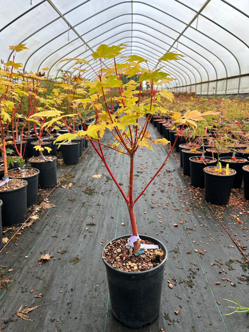 Acer circinatum 'Pacific Fire' Coral Bark Japanese Maple