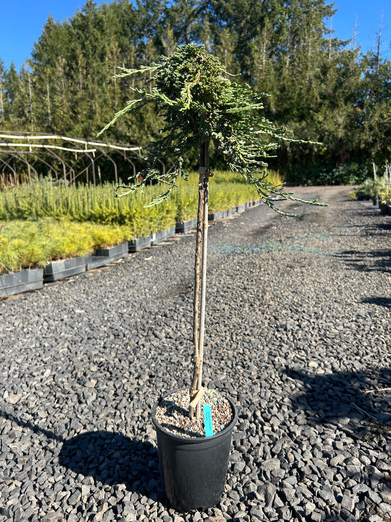 Juniperus horizontalis 'Pancake' Creeping Juniper
