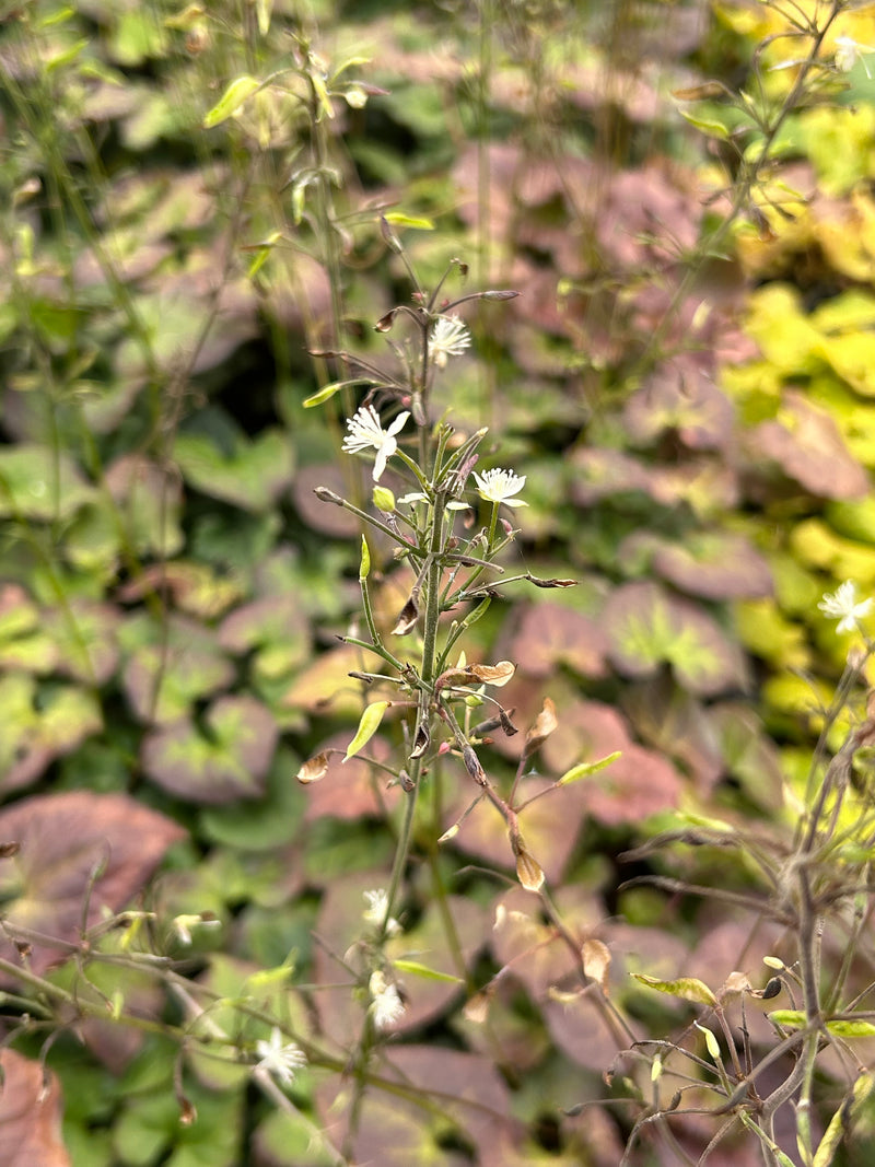 Beesia deltophylla