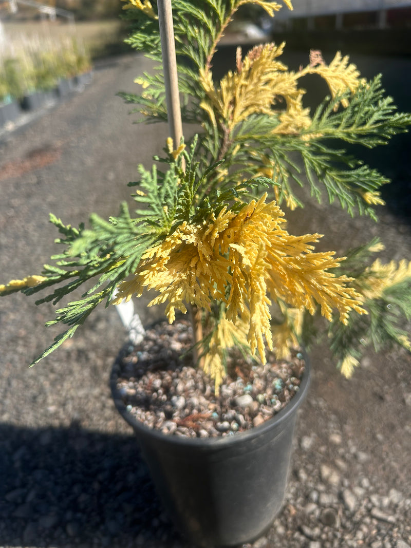 Chamaecyparis nootkatensis 'Hatch' Alaskan Cedar