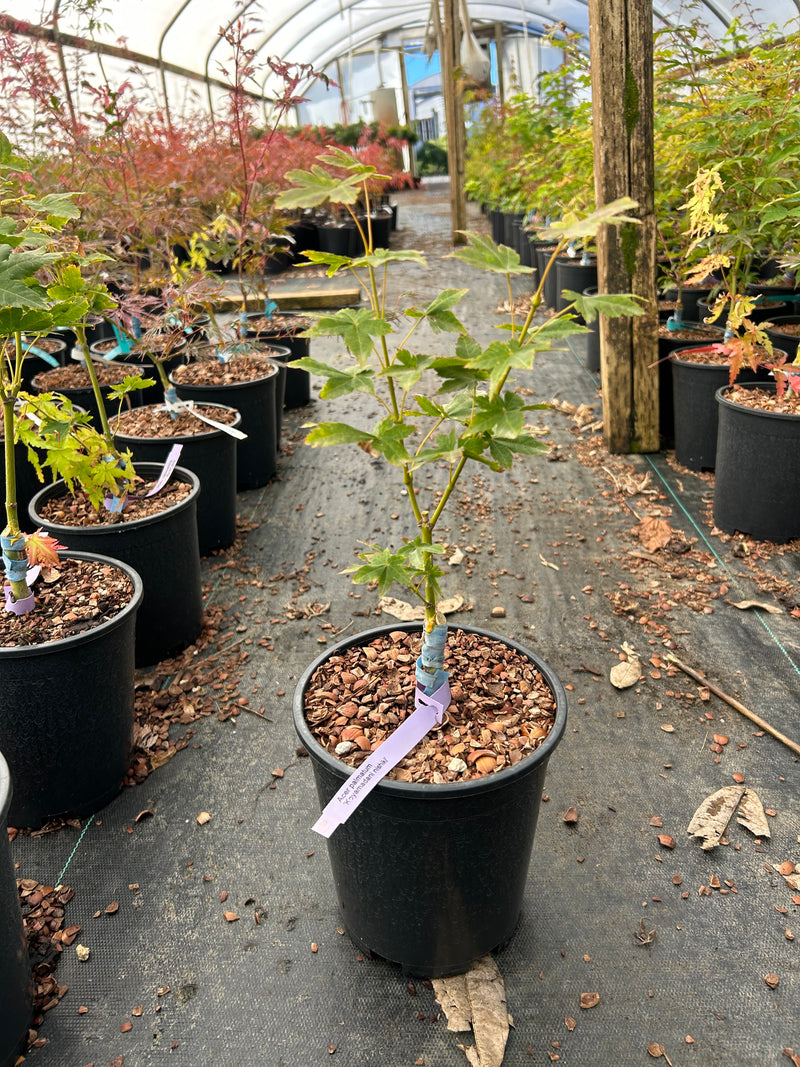 Acer palmatum 'Koyamadani nishiki' Japanese Maple