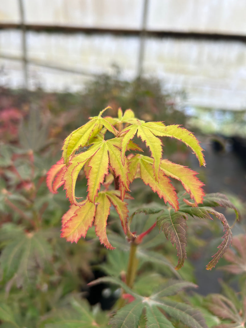 Acer palmatum 'Diva' Japanese Maple