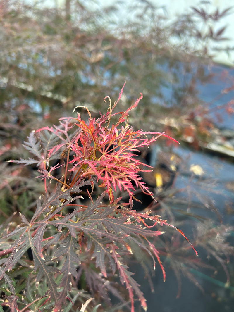 Acer palmatum 'Garnet' Japanese Maple