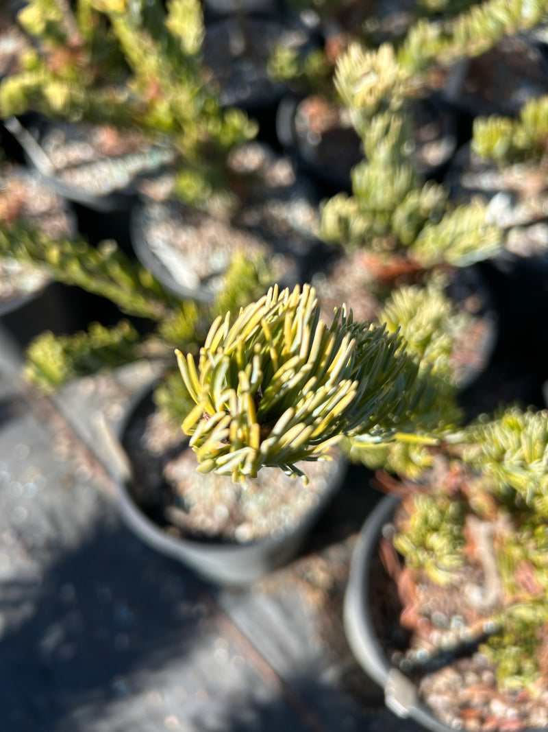 Pinus parviflora 'Golden Samurai' Japanese White Pine