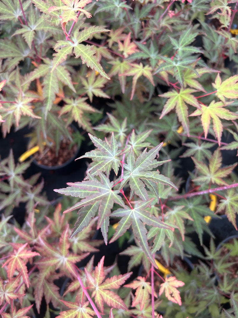 Acer palmatum 'Mila' Japanese Maple