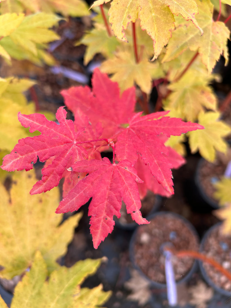 Acer circinatum 'Pacific Fire' Coral Bark Japanese Maple