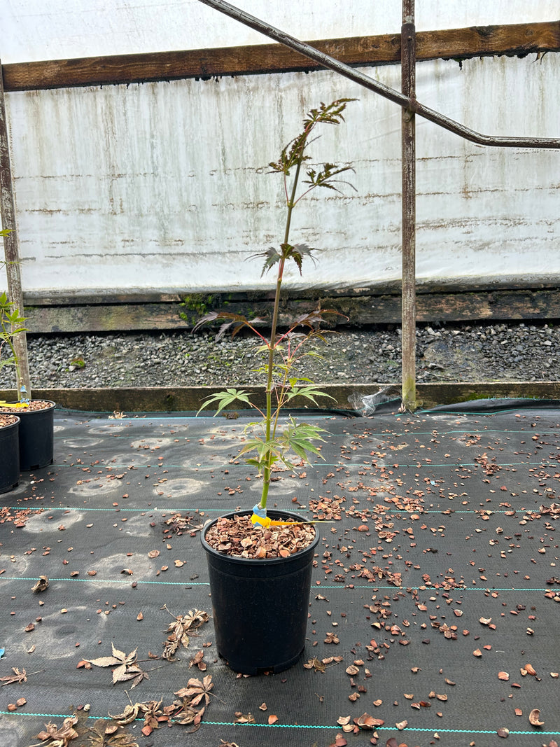 Acer palmatum 'Blackbeard's Gold' Japanese Maple