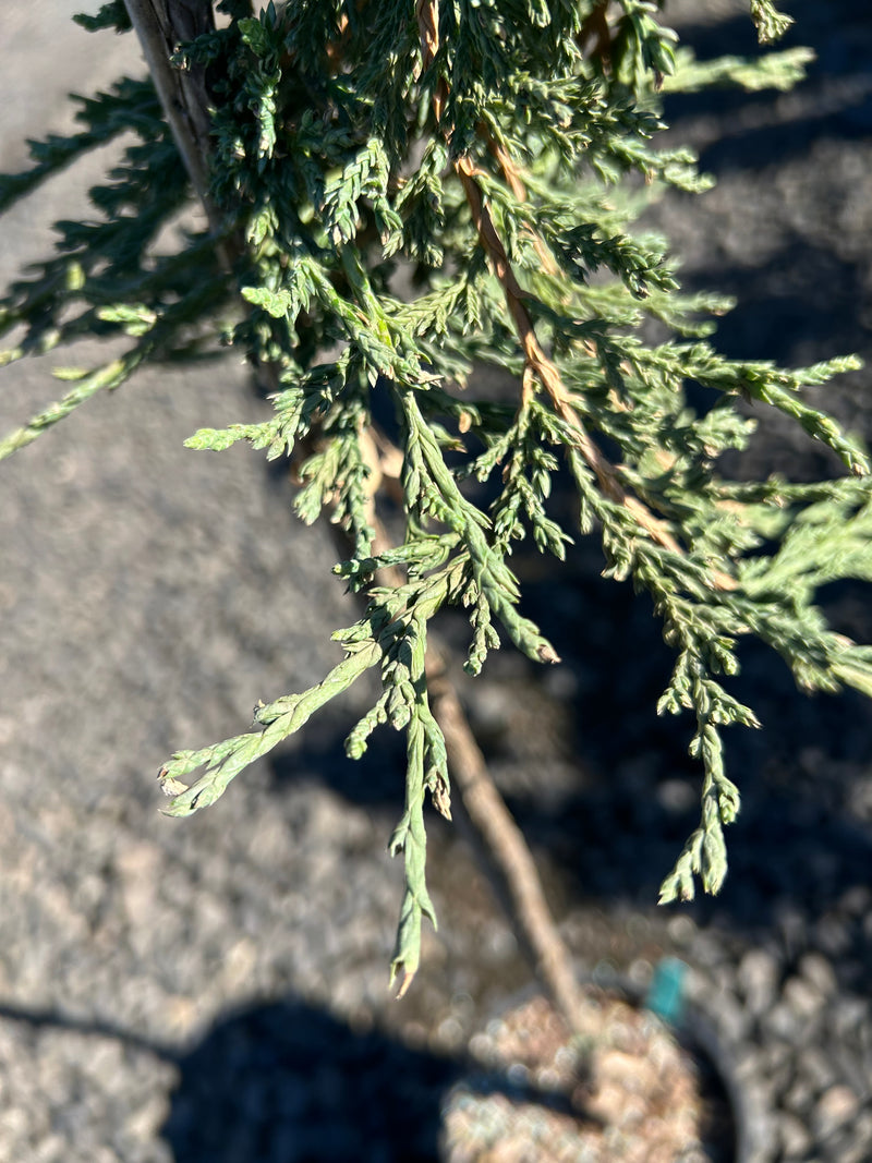 Juniperus horizontalis 'Pancake' Creeping Juniper