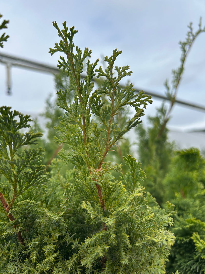 Chamaecyparis obtusa 'Gimborn's Beauty' Hinoki Cypress