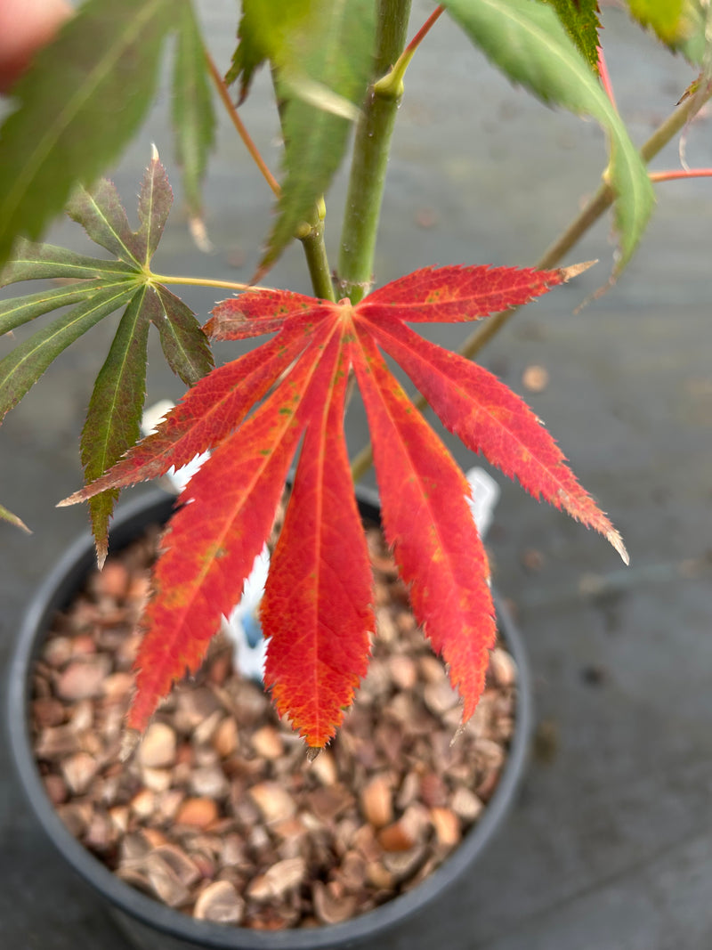Acer shirasawanum 'Royalty' Red Full Moon Japanese Maple