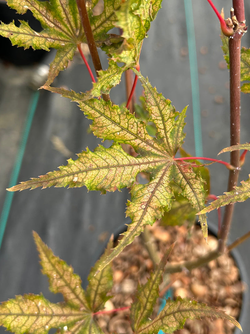 Acer palmatum 'Aka shigitatsu sawa' Japanese Maple