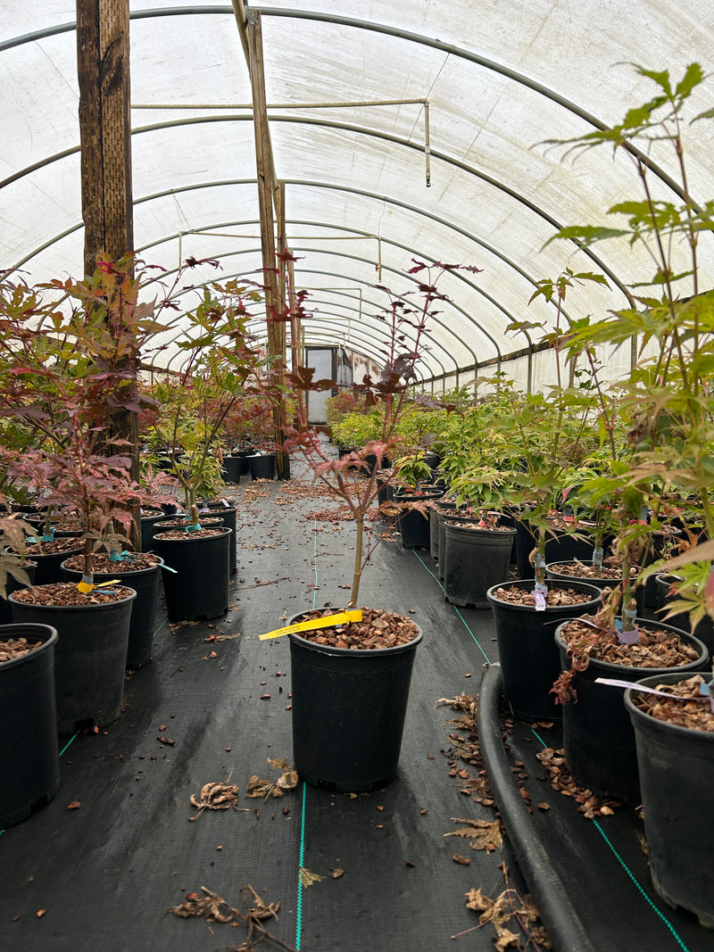 Acer palmatum 'Amagi Shigure' Japanese Maple