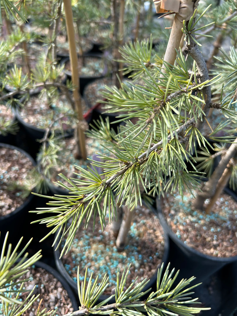 Cedrus deodara 'Karl Fuchs' Narrow Deodara Cedar