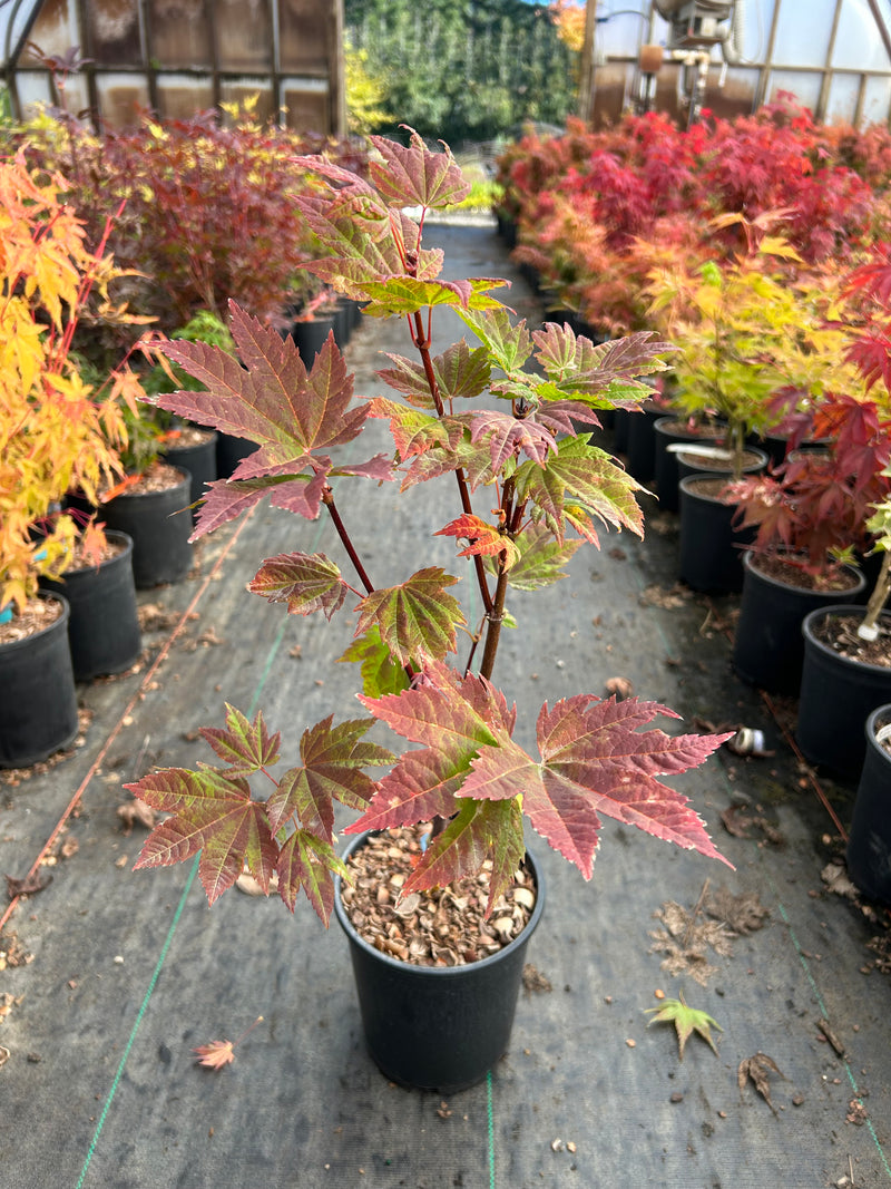 Acer circinatum 'Sunny Sister' Japanese Maple