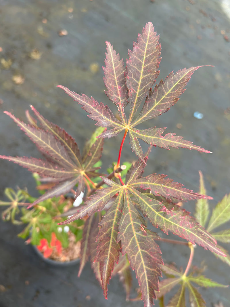 Acer shirasawanum 'Royalty' Red Full Moon Japanese Maple
