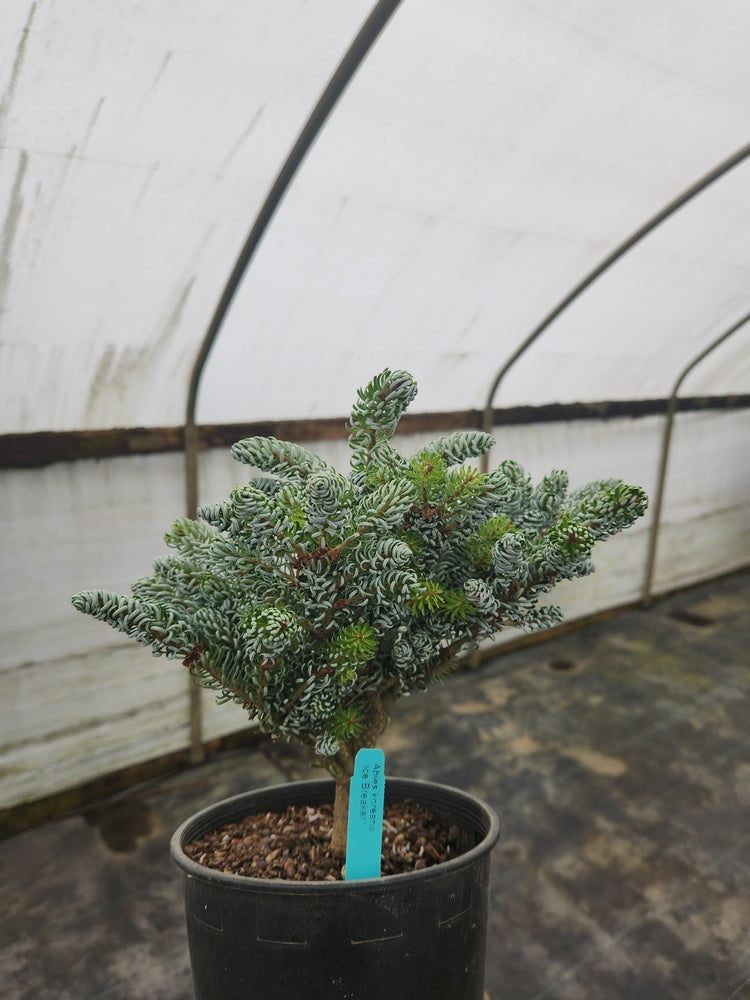 Abies koreana 'Kohout’s Icebreaker' Korean Fir