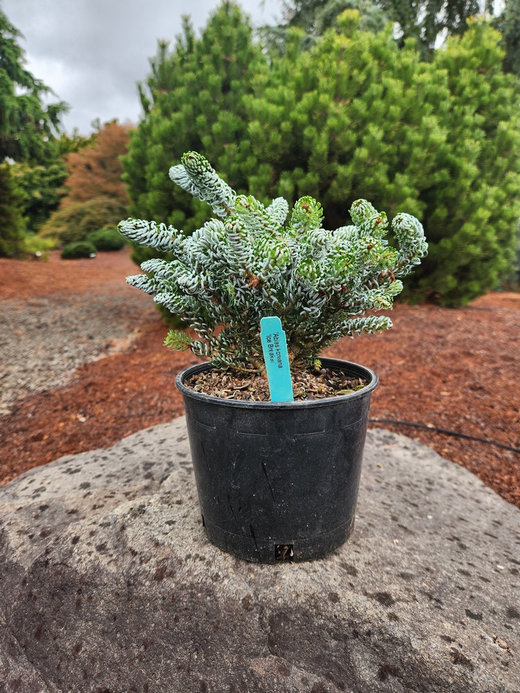 Abies koreana 'Kohout’s Icebreaker' Korean Fir
