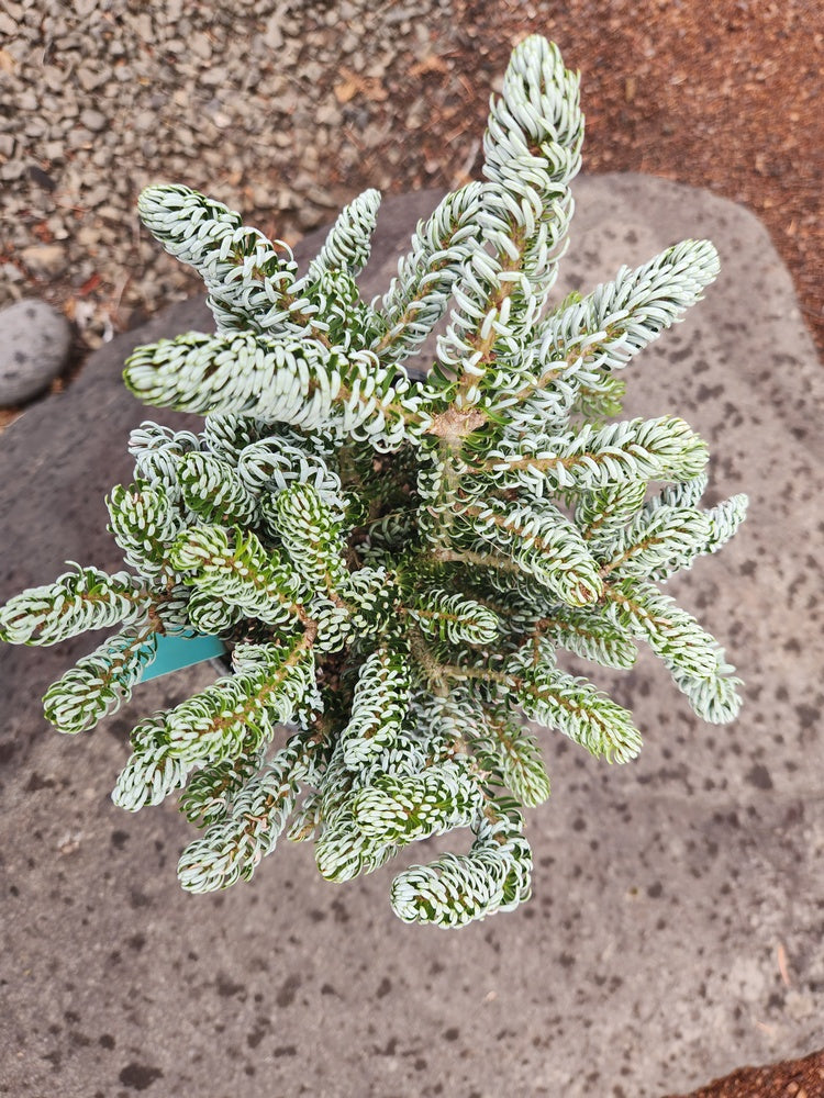 Abies koreana 'Kohout’s Icebreaker' Korean Fir