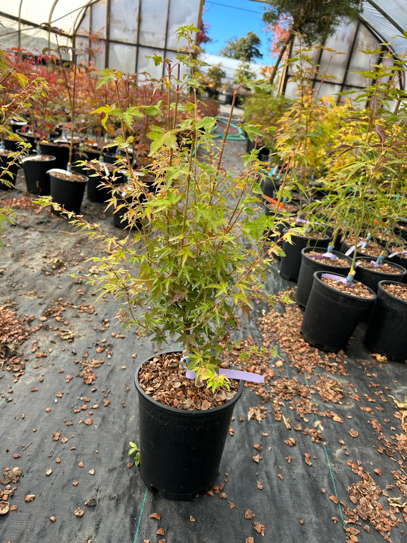Acer palmatum 'Saiho' Dwarf Japanese Maple