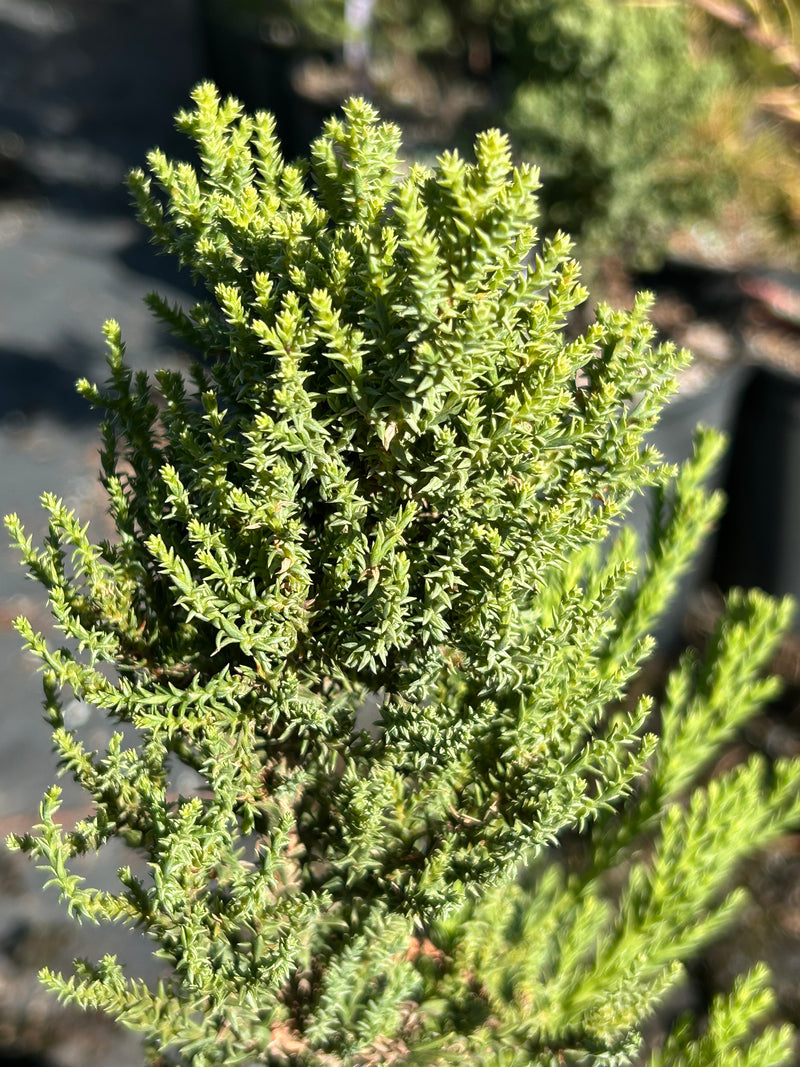 Sequoiadendron giganteum 'Little Stan' Dwarf Redwood
