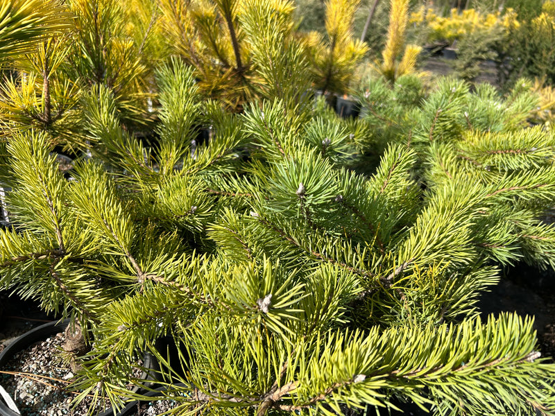 Pinus sylvestris 'Hillside Creeper' Dwarf Scots Pine