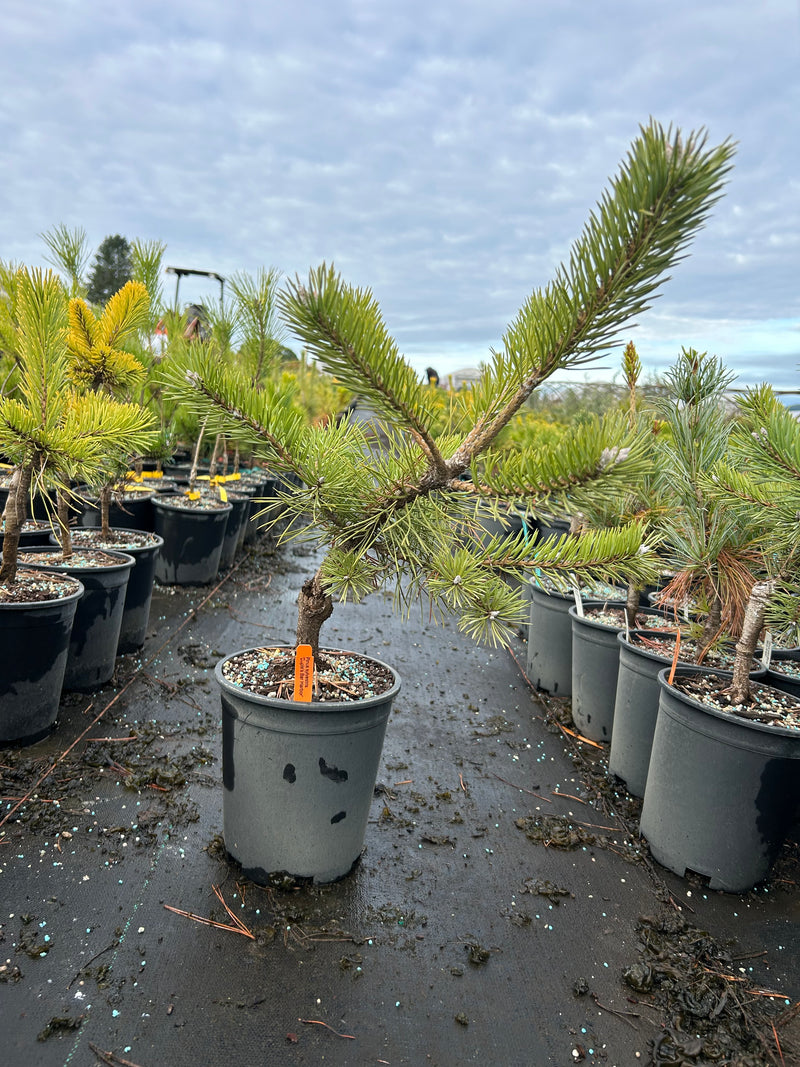 Pinus sylvestris 'Duple's Bar Harbor' Dwarf Scots Pine