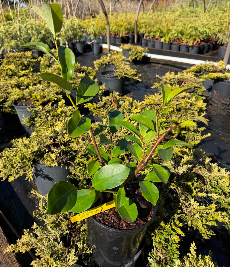 Michelia x 'MICJUR2' PP#25850 Fairy Magnolia® Cream Hybrid Magnolia