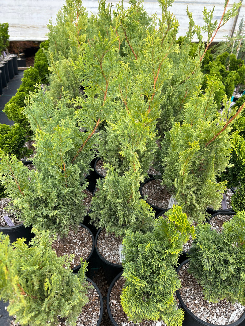 Chamaecyparis obtusa 'Gimborn's Beauty' Hinoki Cypress