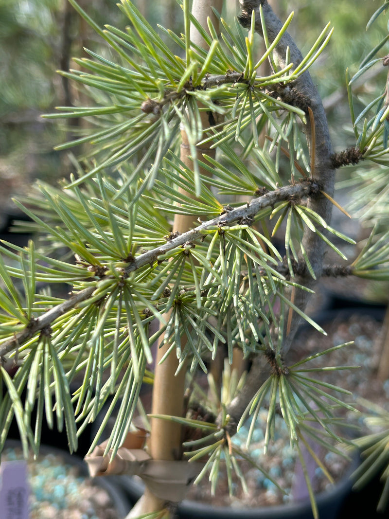 Cedrus deodara 'Karl Fuchs' Narrow Deodara Cedar