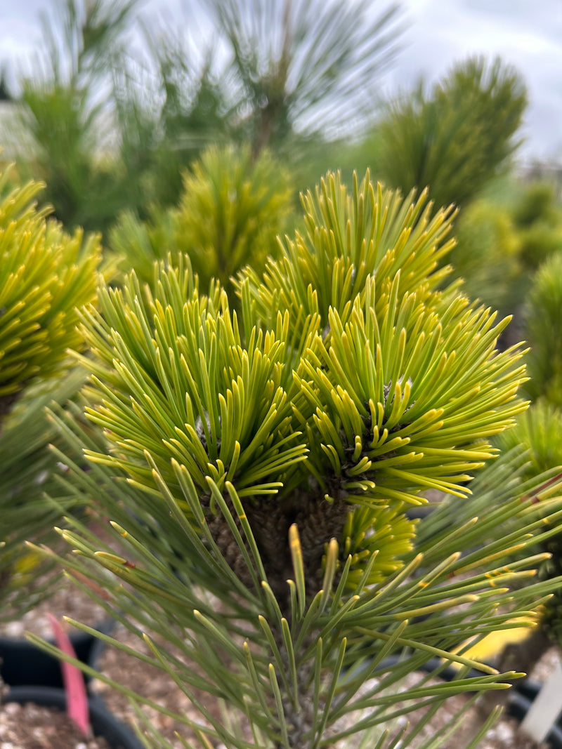 Pinus leucodermis 'Banderica' Bosnian Pine