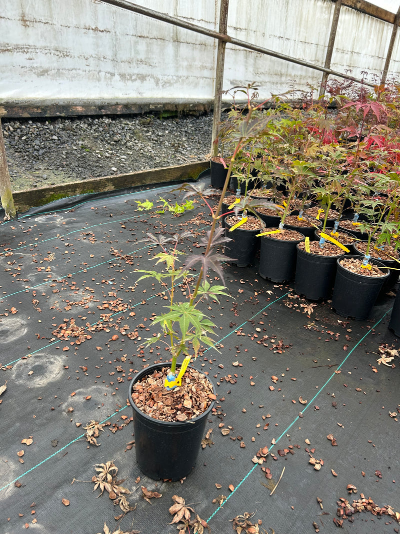 Acer palmatum 'Blackbeard's Gold' Japanese Maple