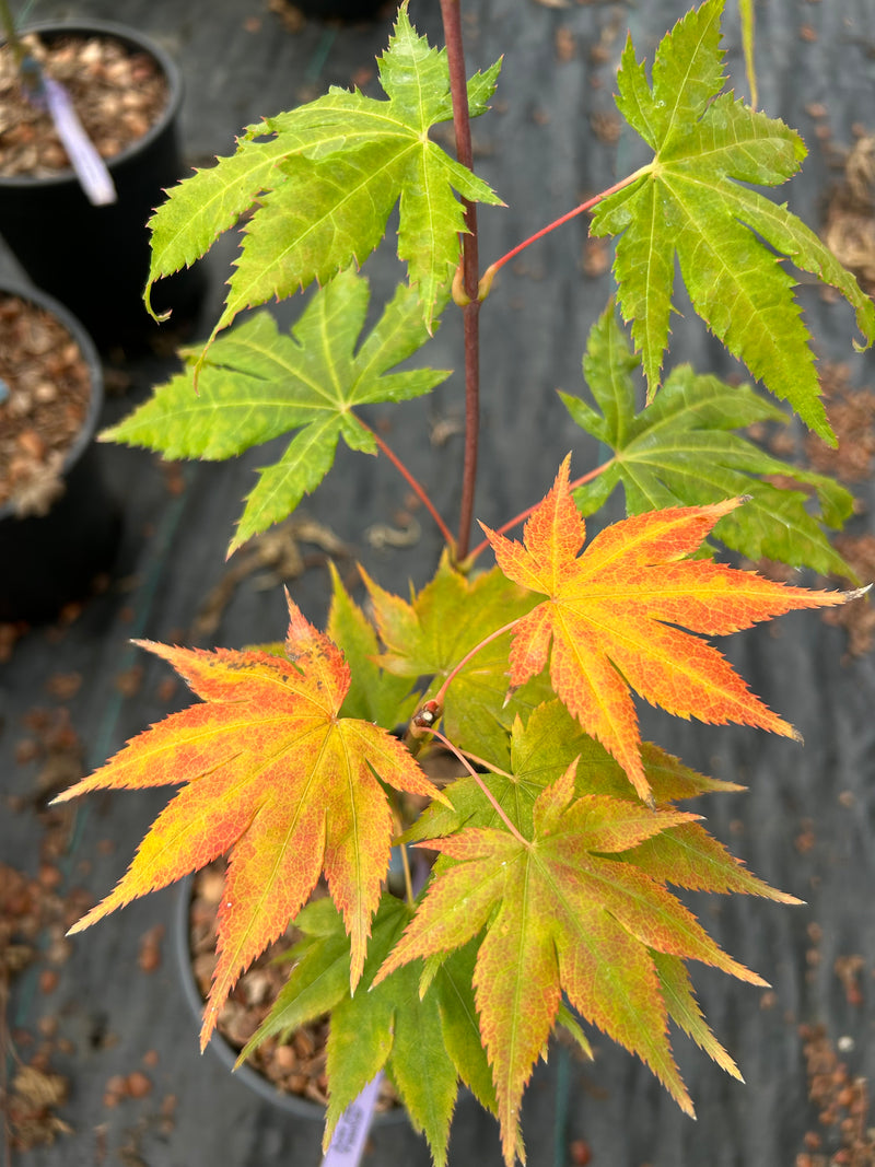 Acer palmatum 'Festival' Japanese Maple