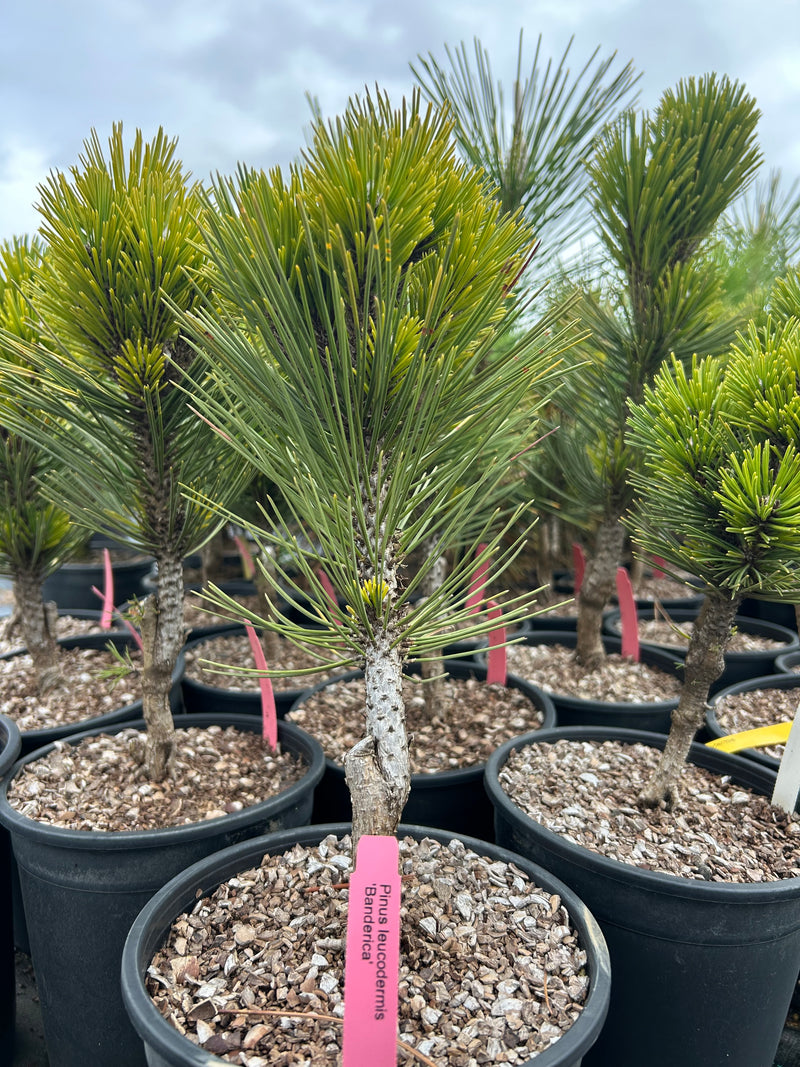 Pinus leucodermis 'Banderica' Bosnian Pine