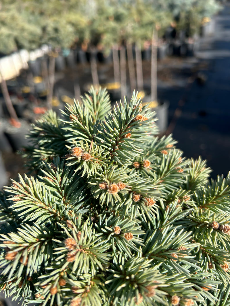 Picea pungens 'Blue Pearl' Miniature Colorado Blue Spruce