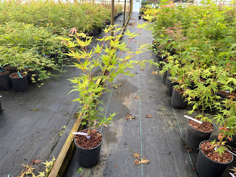 Acer palmatum 'Alan's Gold' Japanese Maple