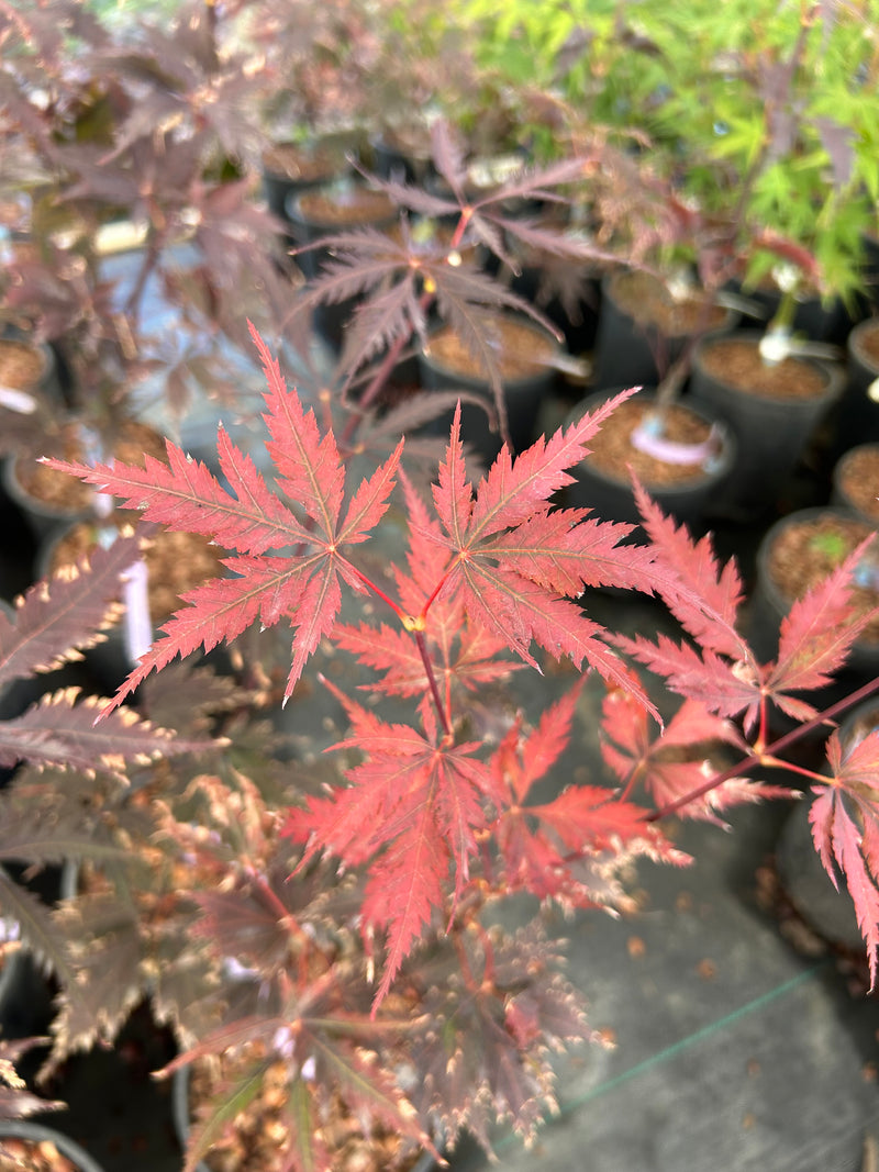 Acer palmatum 'Black Lace' Japanese Maple