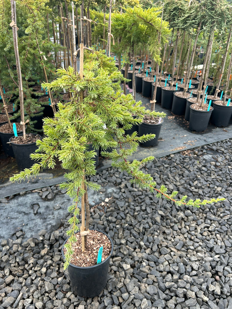 Juniperus conferta 'Blue Lagoon' Shore Juniper